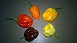 The Giant *Habanero* ''Collection" 5 Farbig -Sehr Scharf-