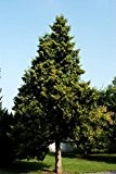 Thuja Abendländischer Lebensbaum Hecke Wurzelware 30-60 cm hoch 10 Stück im Sparpaket - Thuja occidentalis floranza®