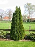 Thuja Lebensbaum "Smaragd" Topfballen 25-30 cm 100 St. Hecke Heckenpflanze