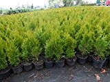Thuja Lebensbaum "Smaragd" Topfballen 60-70 cm 50 St. Hecke Heckenpflanze