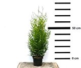 Thuja occidentalis Brabant, schnell wachsende, winterharte Hecken-Pflanze im Topf gewachsen, ideal für einen schnellen, blickdichten Sichtschutz