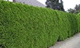 Thuja occidentalis Smaragd (Lebensbaum Smaragd) 60-80cm / 3l oder 5l-Container (Heckenpflanzen, Thuja)