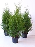 Thula Brabant- kein Smaragd Heckenpflanze 80-100cm 2l Topf gewachsen, nur 3€ Versand, Anwachsgarantie (60-80cm)