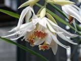 Thunia alba - Orchideen - 100 Samen