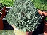 Thymian Fleur de Provence Kräuter Pflanze 12er Topf