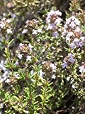 Thymus vulgaris - Gewürz-Thymian, 3 Pflanzen