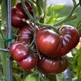 Tomate - Black Krim 10 Samen