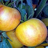 Tomate - Garden Peach - wirkt wie ein Pfirsich - süßer, guter Tomatengeschmack - 20 Samen