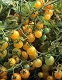 Tomate Gelbe Johannisbeere Bio