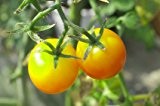 Tomate Gelbe Johannisbeere (Lycopersicum esculentum Mill.) 30 Samen