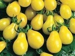 Tomate -Gelbes Birnchen- 10 Samen ***Saftig und Süß***