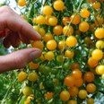 Tomate - Gold Rush Currant- 10 Samen