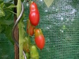 Tomate Himmelstürmer 10 Samen - Riesen groß Tomatenpflanze - Bis zu 6 Meter