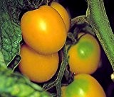 Tomate, Laternchen (Saatgut)