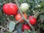 Tomate -Moneymaker- 10 Samen