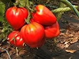 Tomate Ochsenherz (Cuor di bue) bio demeter