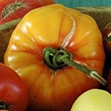 Tomate -Old German- 10 Samen ''Alte Sorte'' **bis zu 1kg schwere Tomaten**