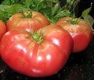 Tomate ''Pantano Romanesco'' 10 Samen -Alte Ital. Tomate-
