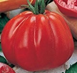Tomate Pomodora - Fleischtomate - 15 Samen
