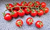 Tomate "Red Cherry" 10 frische Samen