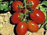 Tomate Rio Grande Bio Demeter