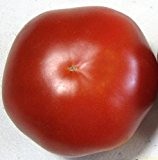 Tomate Saint Pierre - Tomaten Samen - 25 Samen