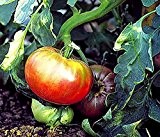 Tomate, Schwarze von der Krim (Saatgut)