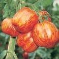 Tomate -Striped Stuffer- 10 Samen