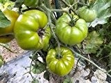 Tomate Tasty Evergreen - grüne Tomate - 20 Samen