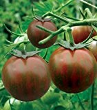 Tomaten Black Zebra - 5 Samen