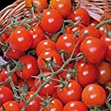 Tomaten (Kirschtomaten), 'Philovita' F1