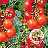 Tomaten Phantasia F1, 1 Packung