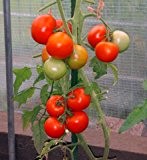 Tomaten Phantasia Samen