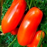Tomaten San Marzano - 50 Samen