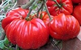 Tomaten Zapotec Pleated - Zahnrad - 10 Samen