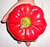Tomatenpaprika Giant 10 Samen >>>"Rießen große Früchte bis über 300g"