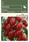 Tomatensamen - Tomate Rio Grande von Flora Elite