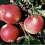 Top Preis! Roter James Grieve, Sommerapfel als Apfelbaum Spindelbaum, 120-150 cm wurzelnackt, M9