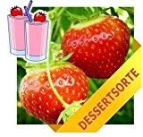 [TOPF] ELSANTA - 10 Erdbeerpflanzen VersandkostenfreiTM