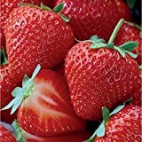 [TOPF] HONEOYE - 10 Erdbeerpflanzen VersandkostenfreiTM
