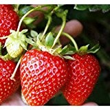[TOPF] KORONA - 10 Erdbeerpflanzen VersandkostenfreiTM