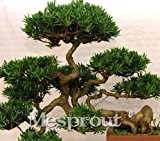 Topf Rare Japan Podocarpus macrophyllus Samen HEISSER VERKAUF 50pcs Bonsai Podocarpus macrophyllus Haus & Garten