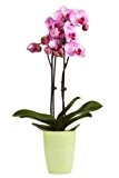 Topfplanze "Orchidee lila" incl. dekorativem Übertopf