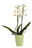 Topfplanze "Orchidee weiß" incl. dekorativem Übertopf