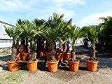 Trachycarpus fortunei Hanfpalme 130 - 150cm, winterharte Palme bis -18°C