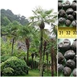 Trachycarpus fortunei Hanfpalme 50 x Palmensamen -20 C frosthart