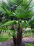 Trachycarpus fortunei mit Doppel-Stamm.170-190 cm. Frostharte Hanfpalme bis -17 Grad