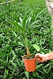 Trachycarpus Naini Tal - Hanfpalme- Winterhart - verschiedene Größen (40-60cm -Topf Ø 15 cm - 2,5 Ltr)