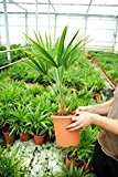 Trachycarpus Naini Tal - Hanfpalme- Winterhart - verschiedene Größen (80-100cm - Topf Ø 23 cm - 5,7 Ltr)