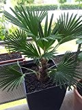 Trachycarpus Wagnerianus 120-140 cm Höhe. Frosthärteste Palme der Welt Bis - 17 Grad